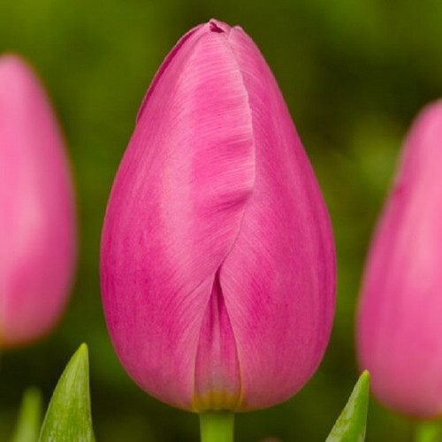 Набір 10 шт Jumbo Pink