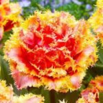 Тюльпан Brisbane, 3 шт Тюльпан Brisbane, 3 шт