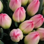 Тюльпан Donatello Тюльпан Donatello