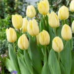 Тюльпан Creme Brulle, 3 шт Тюльпан Creme Brulle, 3 шт