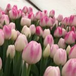 Тюльпан Donatello Тюльпан Donatello