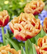 Тюльпан махровий Congo, 12+ Тюльпан махровий Congo, 12+