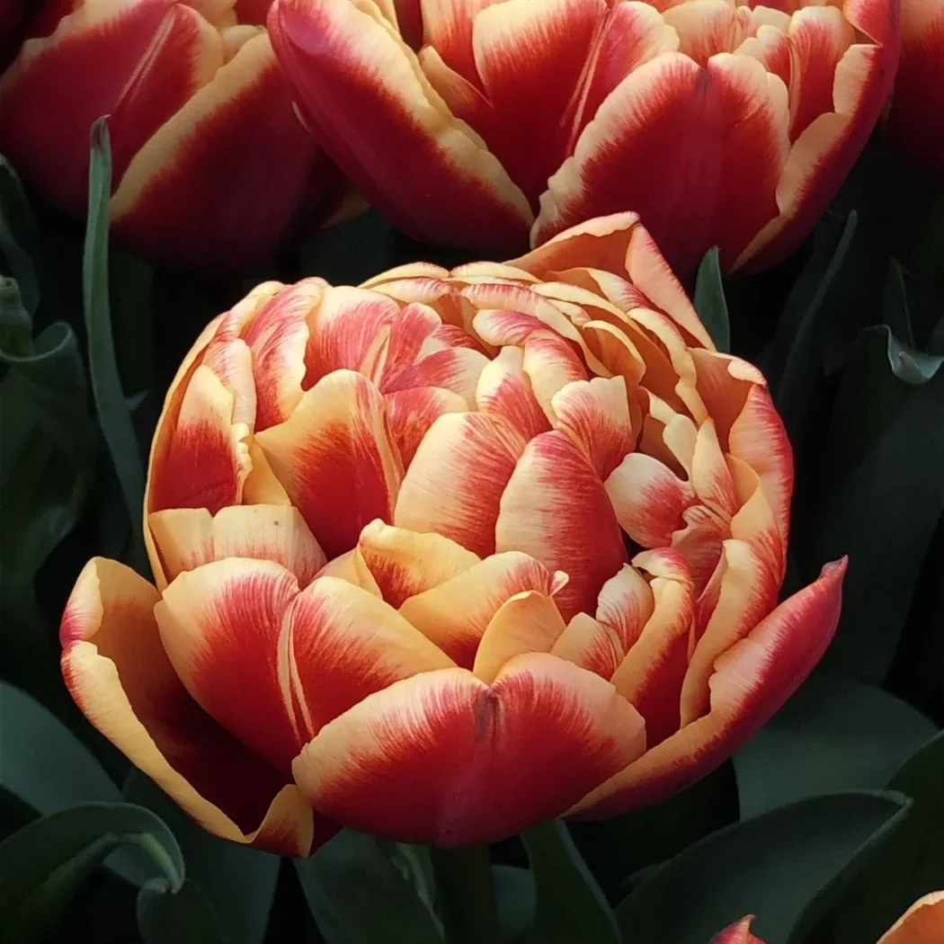 Тюльпан махровий Congo, 12+ Тюльпан махровий Congo, 12+