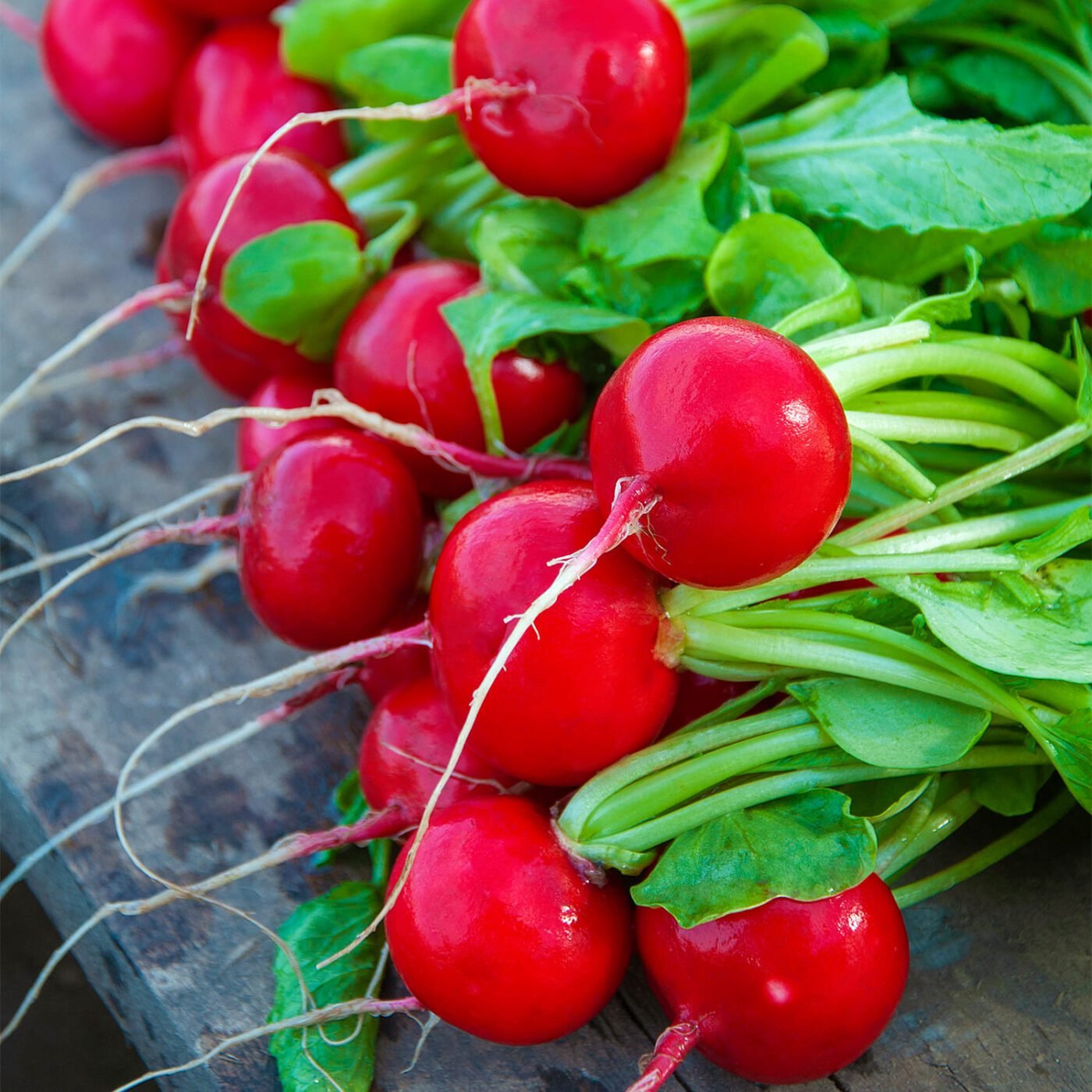 Редис Вієнна F1 Редис Вієнна F1