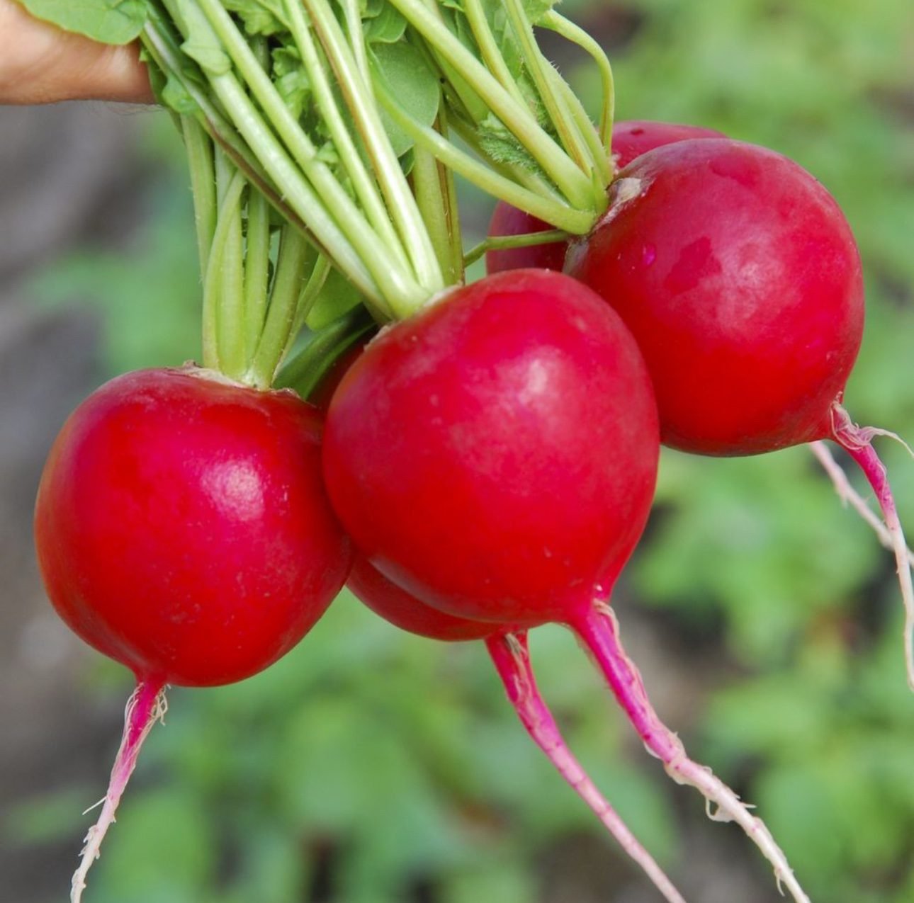 Редис Селеста F1 Редис Селеста F1