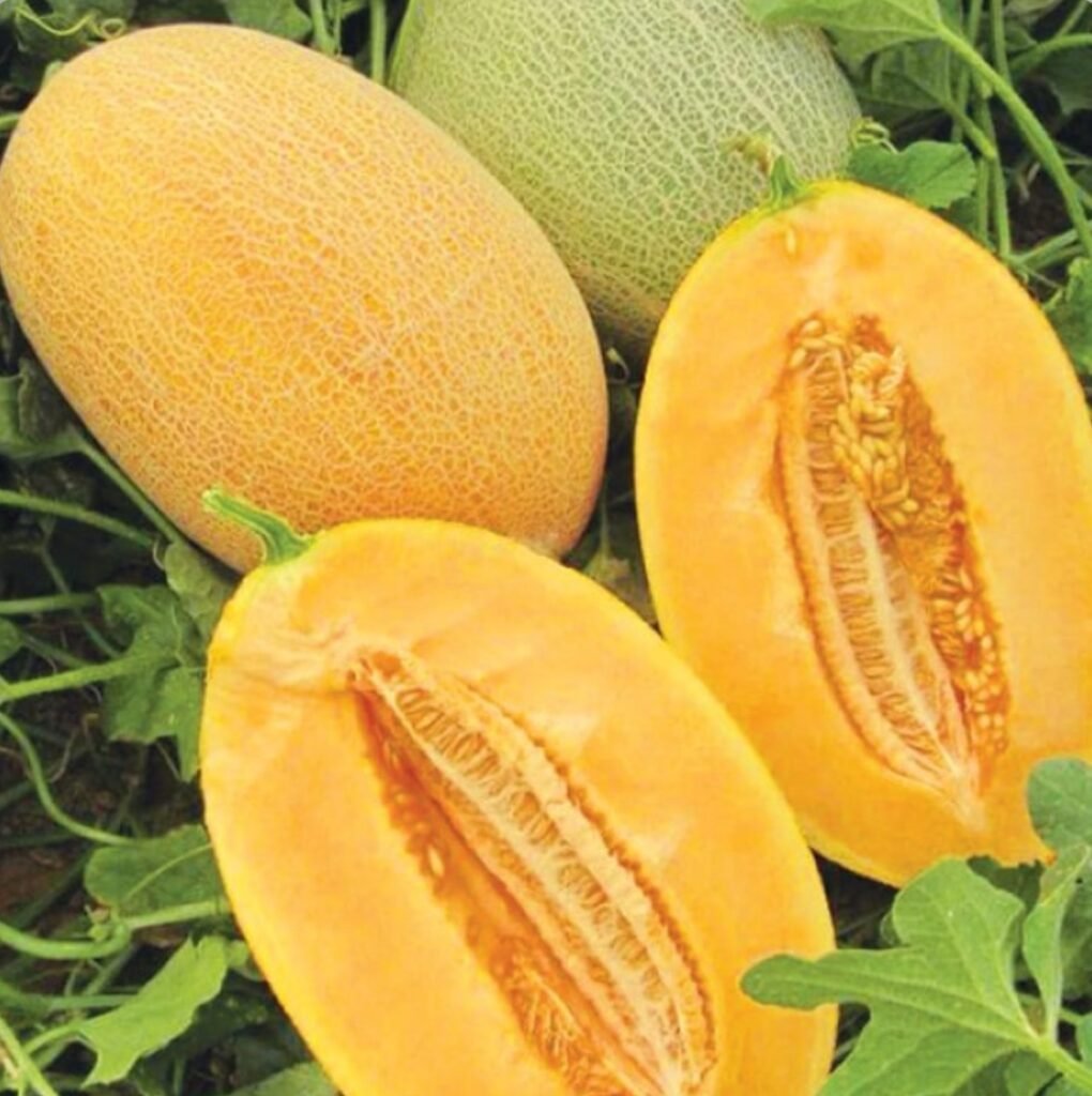 Диня Кар'єра F1, 10 шт