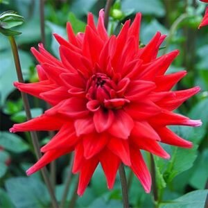 Жоржина кактусова Red Pigmy