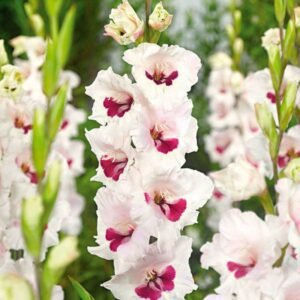 Гладіолус великоквітковий Fiorentina