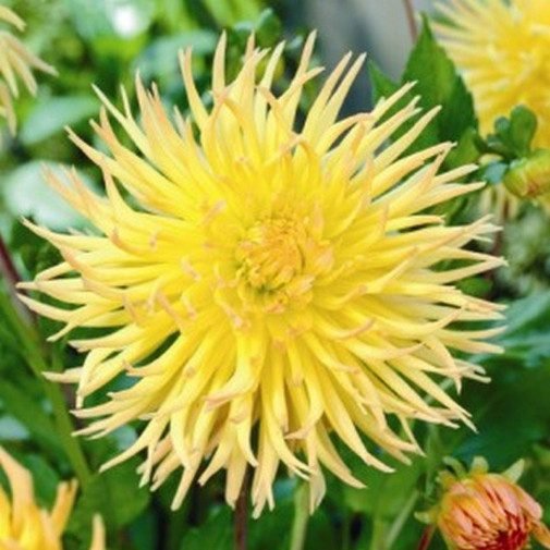 Жоржина кактусова Yellow Happiness