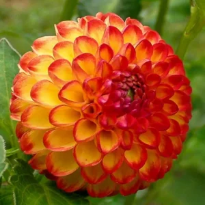 Жоржина помпонна Glow