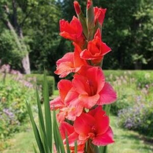 Гладіолус великоквітковий After Shock Гладіолус великоквітковий After Shock