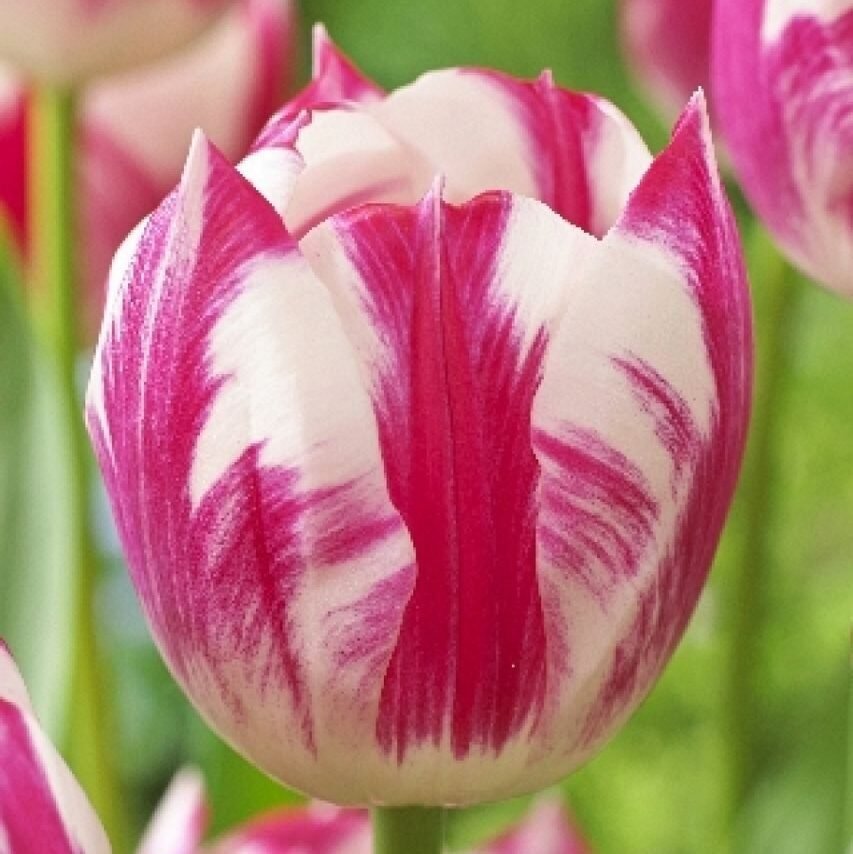 Тюльпан Caramba, 12+ Тюльпан Caramba, 12+