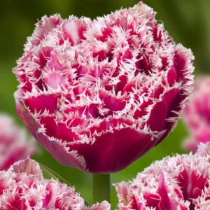 Тюльпан Махровий + Оторочений Brest, 12+ Тюльпан Махровий + Оторочений Brest, 12+