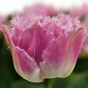 Тюльпан Махровий + Оторочений Perth