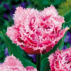 Тюльпан Махровий + Оторочений Queensland Тюльпан Махровий + Оторочений Queensland