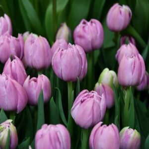 Тюльпан махровий Marlon, 12+ Тюльпан махровий Marlon, 12+