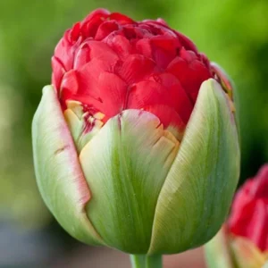 Набір тюльпан Pamplona, 3шт