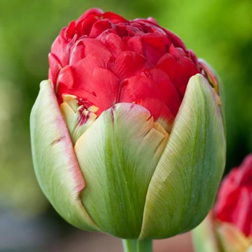 Тюльпан mахровий Pamplona, 12+