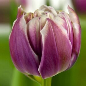 Тюльпан махровий Joser