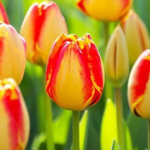 Набір тюльпан Banja Luka, 3шт