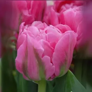 Тюльпан Desirelle