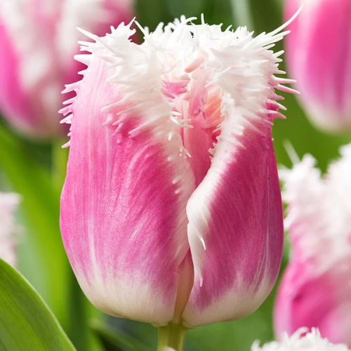 Тюльпан оторочений Hawaii, 11\12