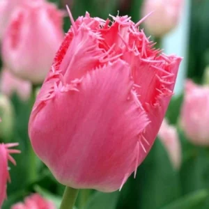 Набір тюльпан Cacharel, 3шт Набір тюльпан Cacharel, 3шт