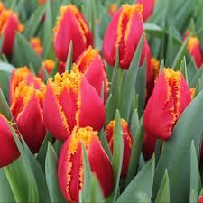 Набір Fabio, 3шт