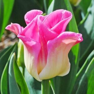 Тюльпан Crown of Dynasty Тюльпан Crown of Dynasty