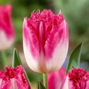 Тюльпан оторочений Auxerre, 12+ Тюльпан оторочений Auxerre, 12+