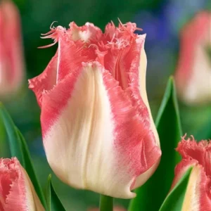 Тюльпан оторочений Lingerie Тюльпан оторочений Lingerie