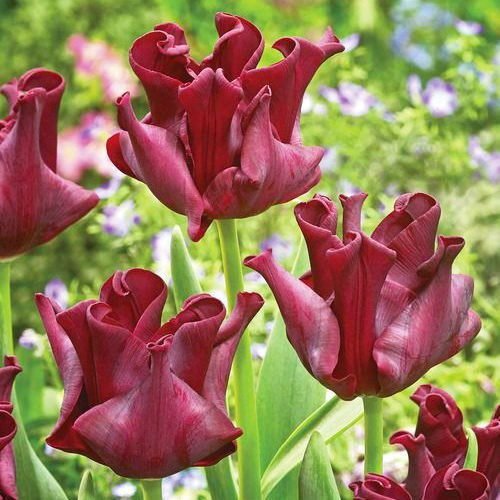 Тюльпан махровий Red Dress