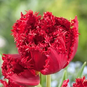 Набір тюльпан La Mour, 3шт