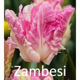 Тюльпан папуговий Zambesi, 12+