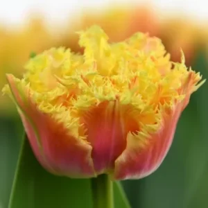 Тюльпан махровий + оторочений Brisbane, 11+ Тюльпан махровий + оторочений Brisbane, 11+