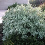 Дерен білий Sibirica Variegata Дерен білий Sibirica Variegata