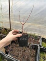 Дерен білий Sibirica Variegata Дерен білий Sibirica Variegata