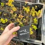 Спірея японська Голд флейм