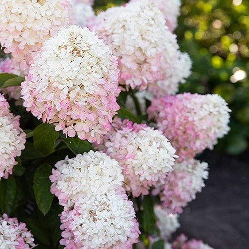 Гортензія Raspberry Pink