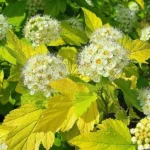 Пухироплідник калинолистий Nugget (Наггет) Пухироплідник калинолистий Nugget (Наггет)