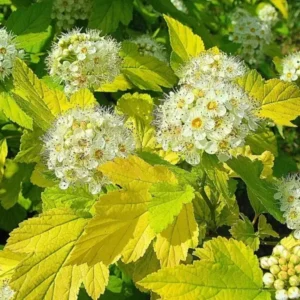 Пухироплідник калинолистий Nugget (Наггет) Пухироплідник калинолистий Nugget (Наггет)