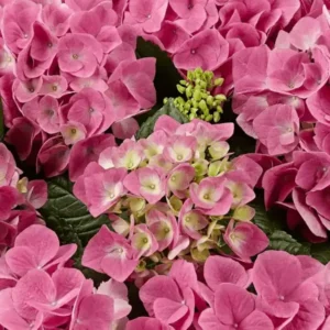 Гортензія крупнолиста Sarena Pink (SP) Гортензія крупнолиста Sarena Pink (SP)