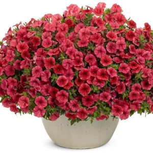 Mini Vista Coral (МВкор)