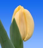 Тюльпан Creme Brulee, 12+ Тюльпан Creme Brulee, 12+