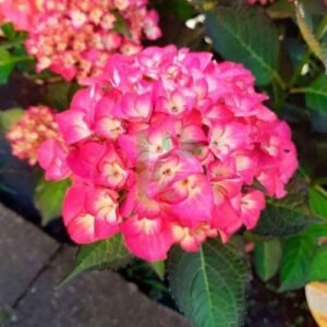 Гортензія крупнолиста Jip Pink (JP)