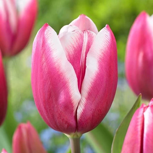 Тюльпан Kamaliya