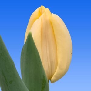 Тюльпан Creme Brulee, 12+ Набір тюльпан Creme Brulee,3шт