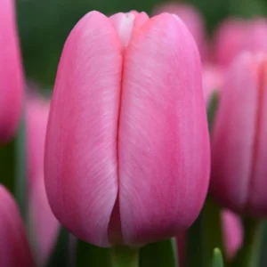 Тюльпан Tresor