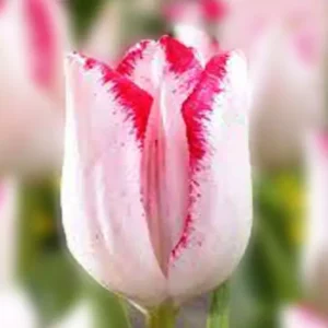 Тюльпан Beautytrend, 12+