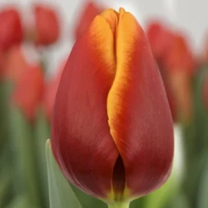 Набір тюльпан Body Builder, 3шт